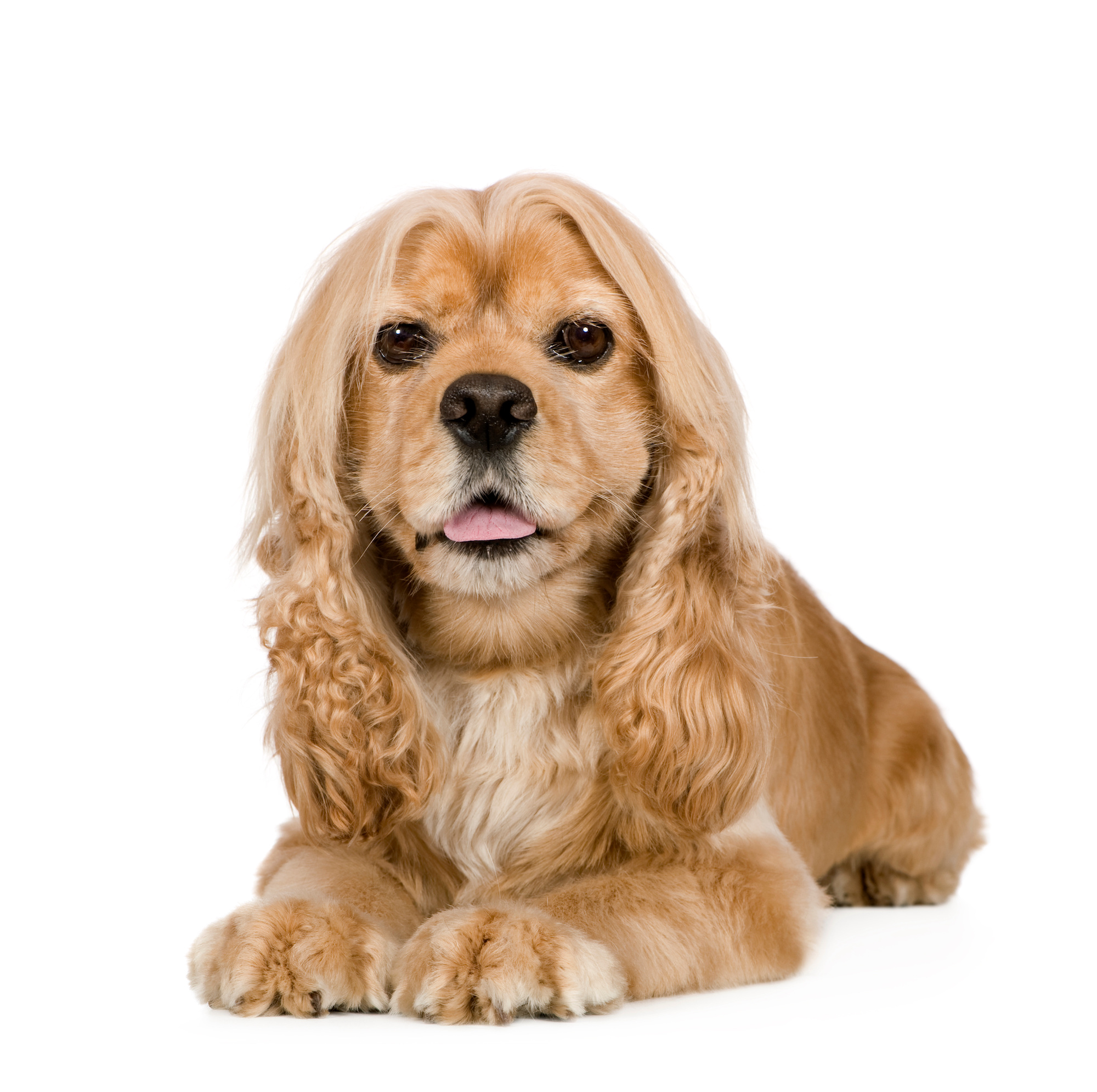 Am cocker best sale spaniel