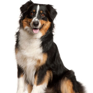 Miniature Australian Shepherd