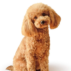 Toy Poodle