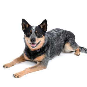 Australian Cattle Dog