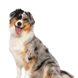 Australian Shepherd
