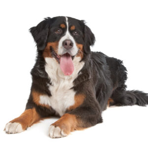 Bernese Mountain Dog