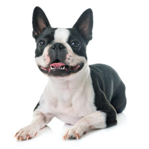 Boston Terrier