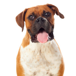 Boxer