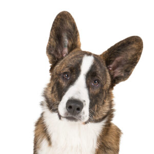 Cardigan Welsh Corgi