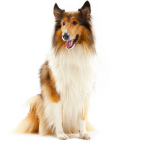 Collie