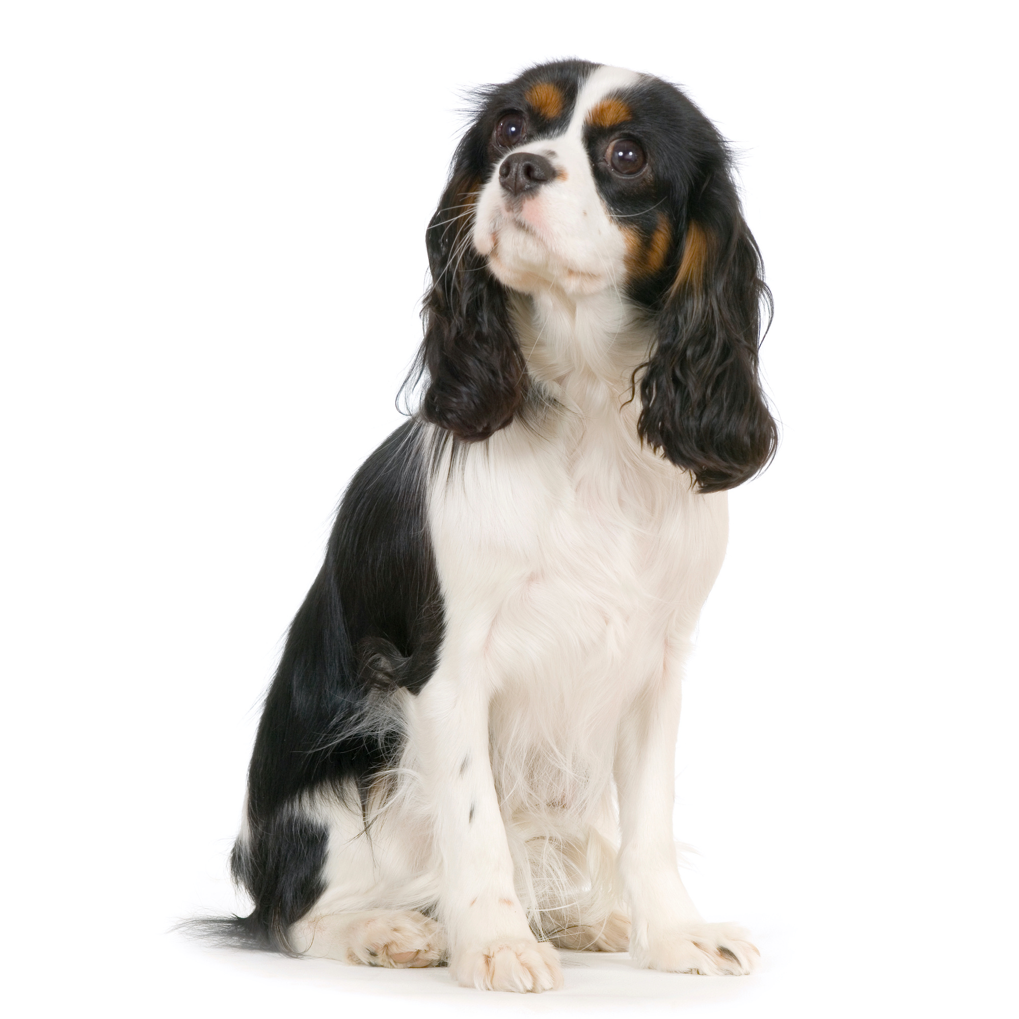 Cavalier King Charles Spaniel Auto-Sonnenschutz, Spaniel