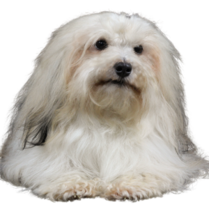 Havanese