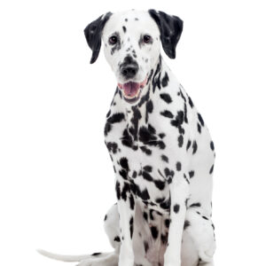Dalmatian