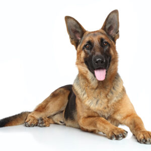 German Shepherd Dog