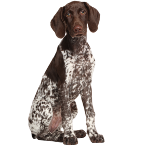 German Shorthaired Pointer