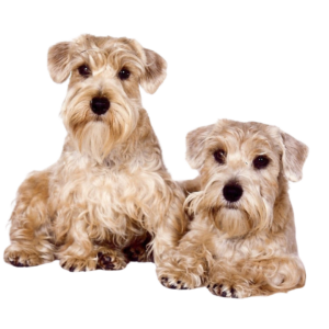 Lucas Terrier