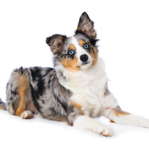Miniature American Shepherd