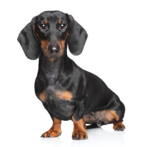Miniature Dachshund