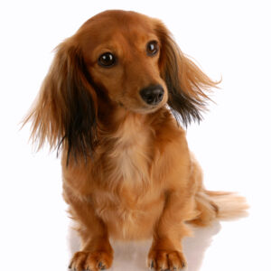 Miniature Long-Haired Dachshund