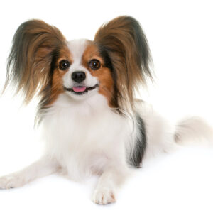 Papillon