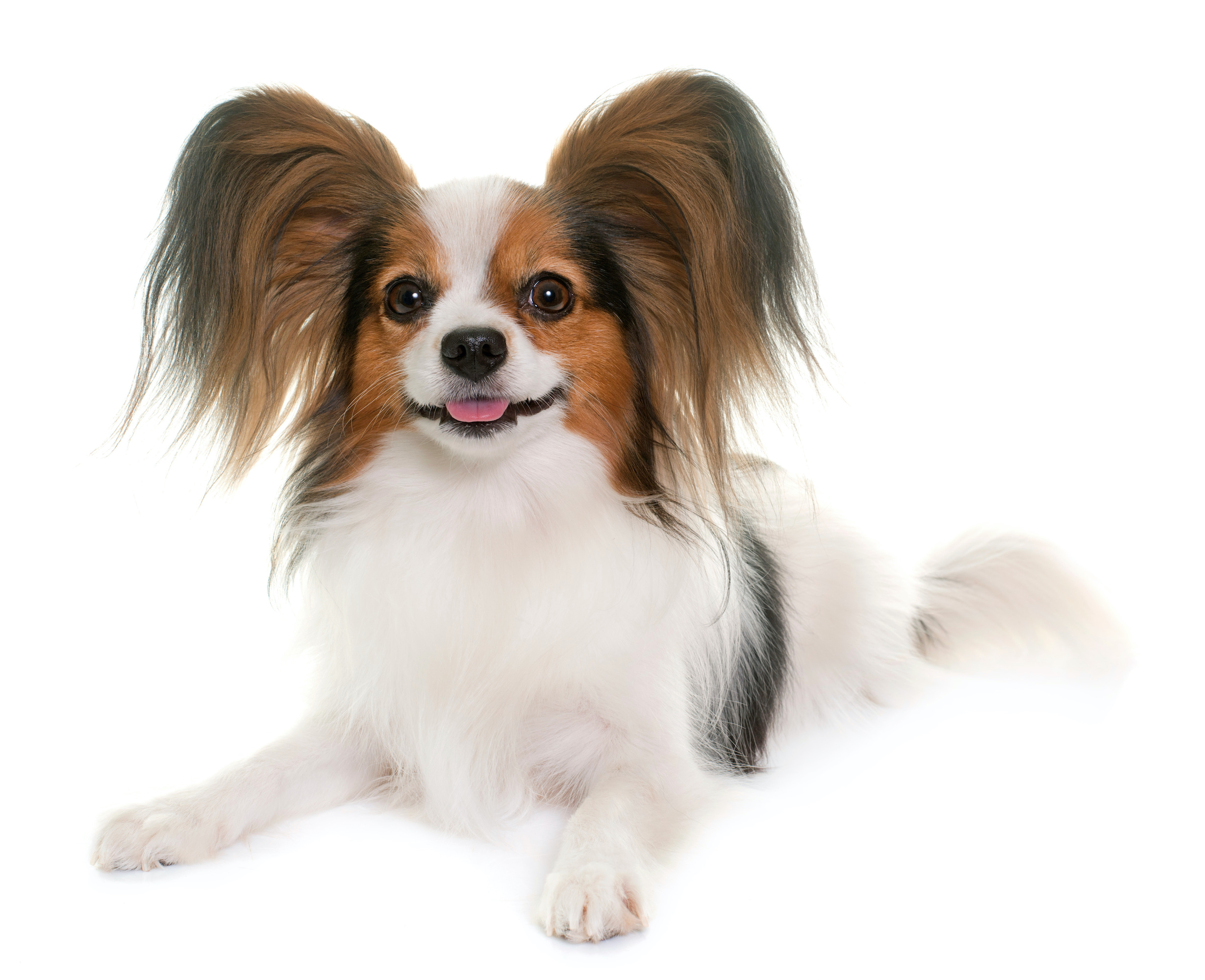 Papillon GenSol Diagnostics
