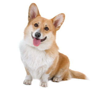 Pembroke Welsh Corgi
