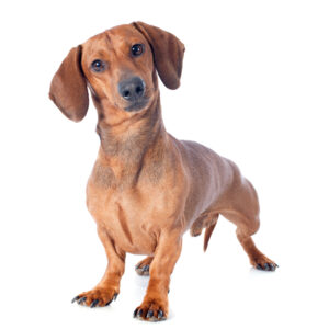 Standard Dachshund