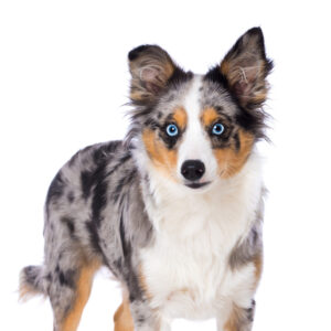 Toy Australian Shepherd