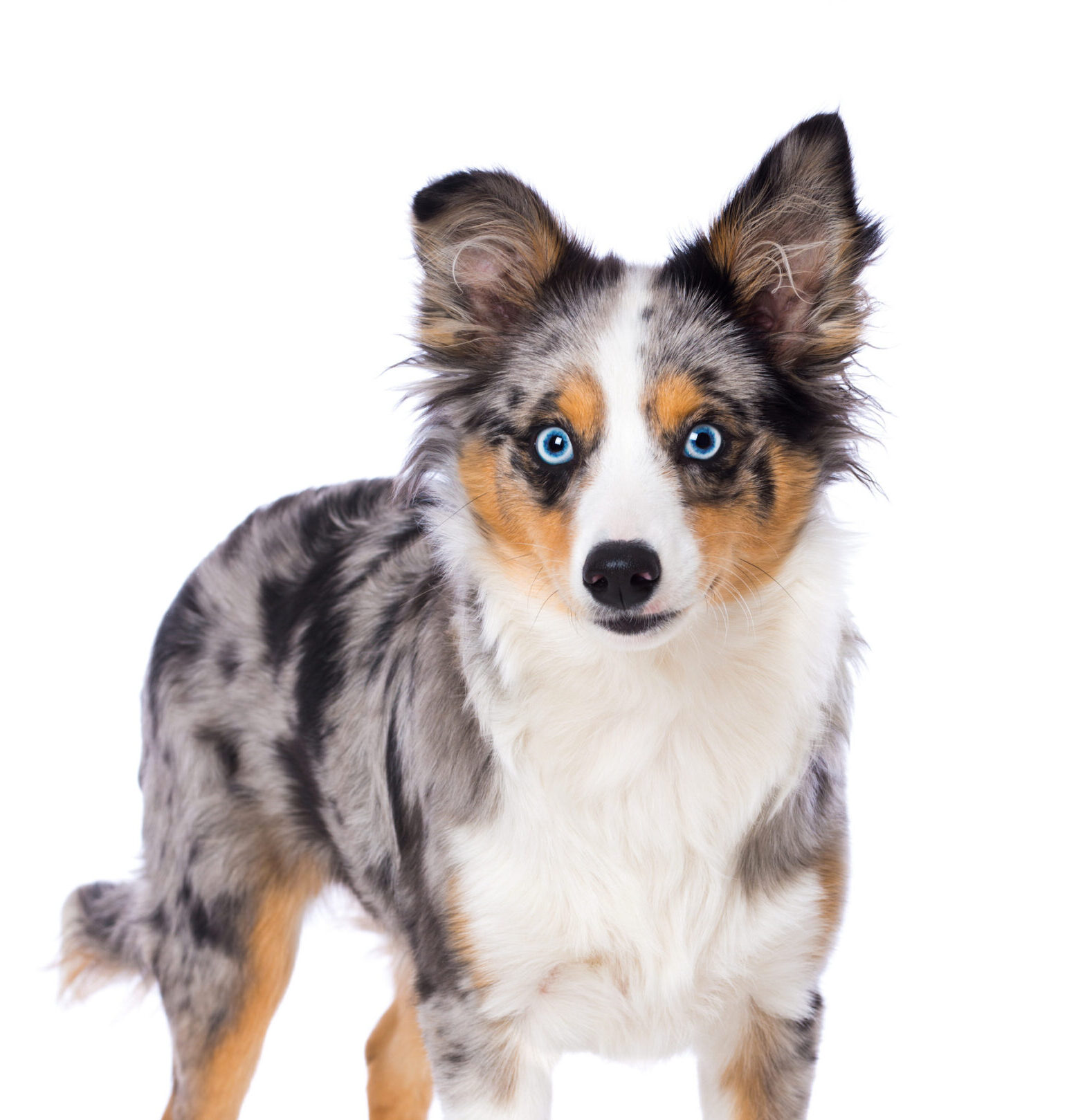 Toy Aussie