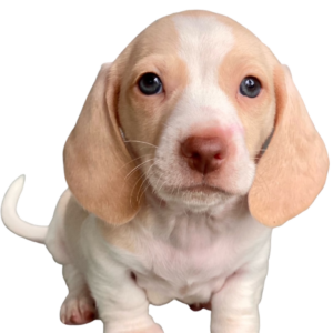 Miniature Smooth-Haired Dachshund