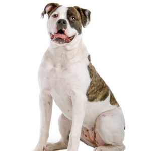 Bulldog