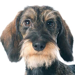 Miniature Wire-Haired Dachshund
