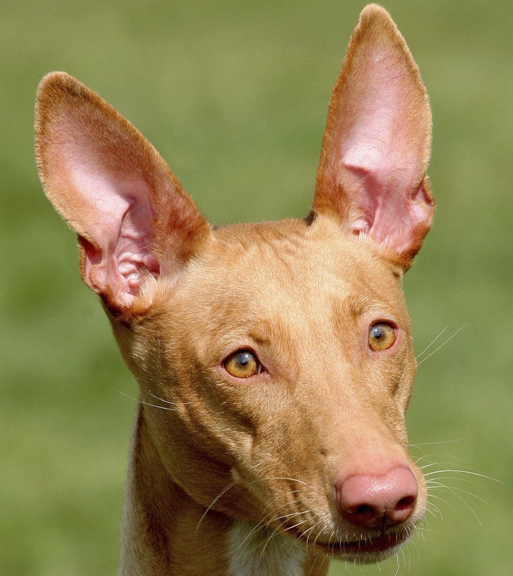The portrait of strange Pharaoh Hound