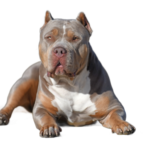 American Bully