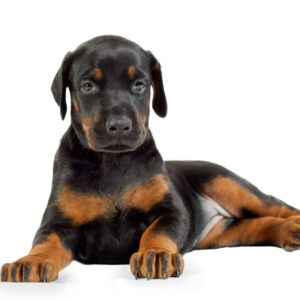 Doberman Pinscher