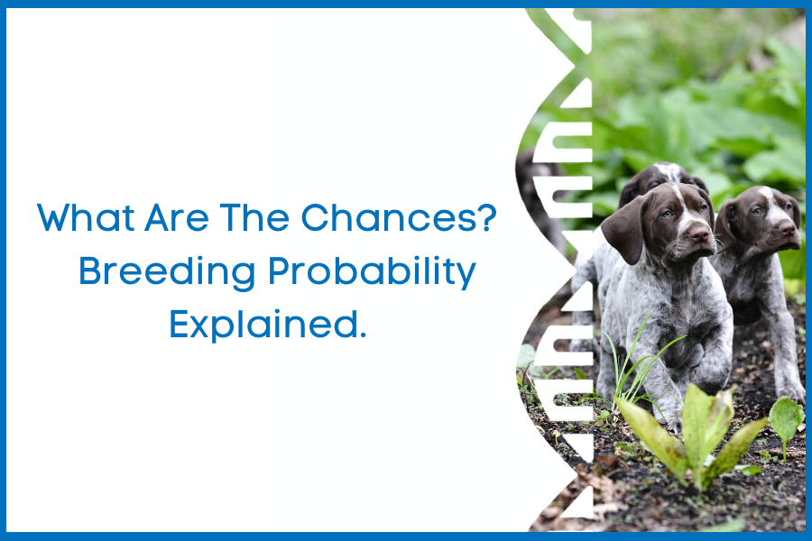What Are the Chances? Breeding Probability Explained