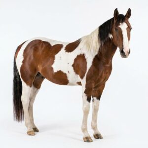 American Paint Horse