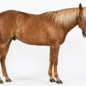 American Quarter Horse