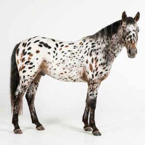 Appaloosa