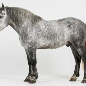 Percheron