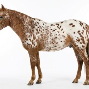 Pony of the Americas