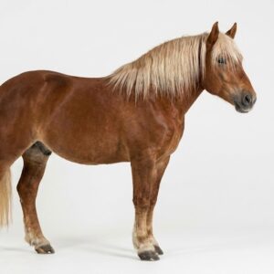 Rhenish German Coldblood