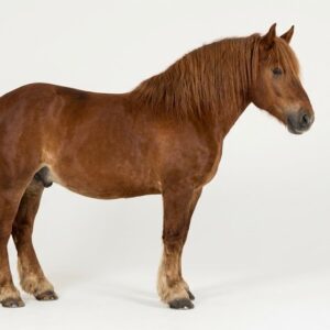 South German Coldblood