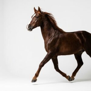 Tennessee Walking Horse