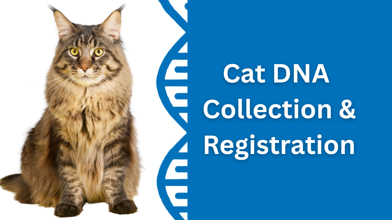 Cat DNA Collection & Registration