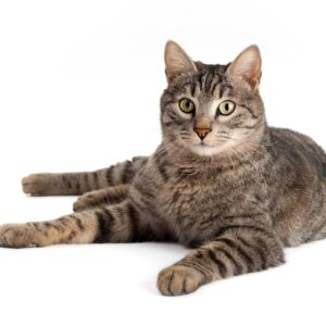 Domestic Shorthair