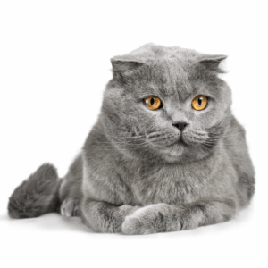 Scottish Fold