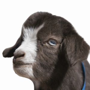 Myotonic (Tennesse Fainting Goat)