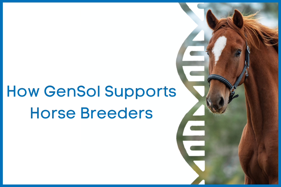 How GenSol Supports Horse Breeders