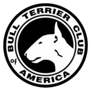 bull terrier club of america