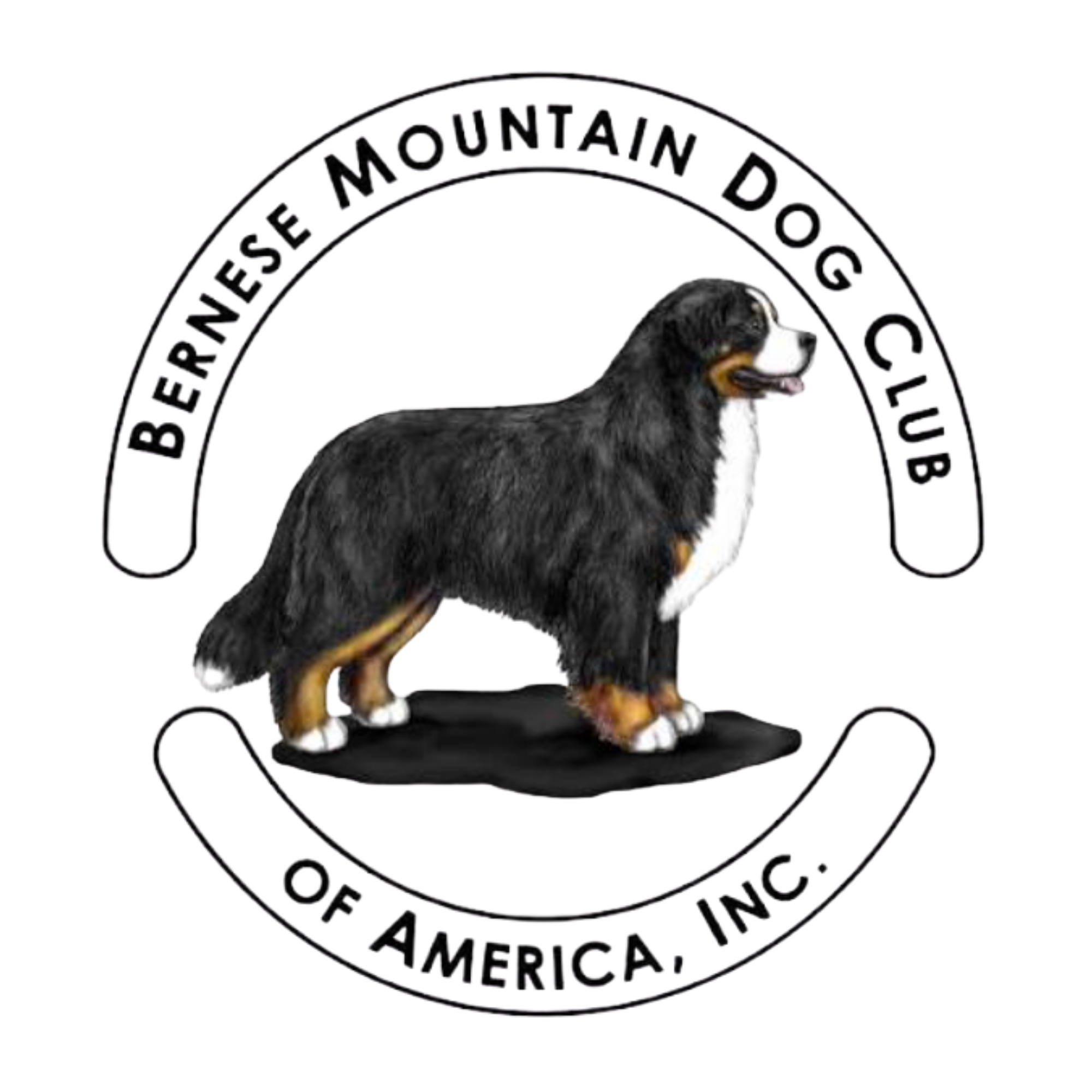 bernese mountain dog club of america